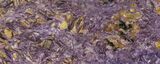 Beautiful, Purple, Polished Charoite Slab - Siberia #93466-1